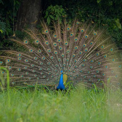 Beauty of my  village