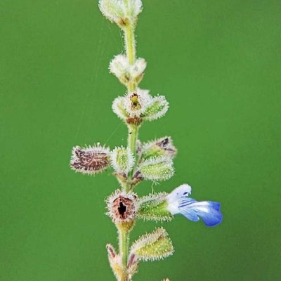 Salvia.