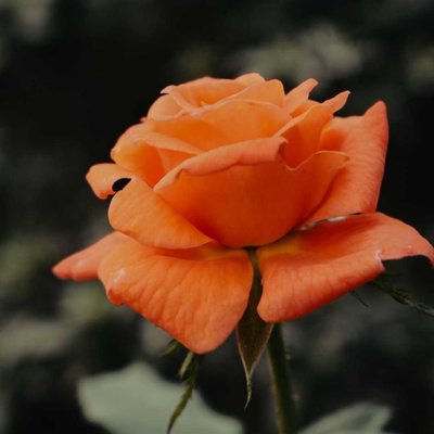 Rose❤