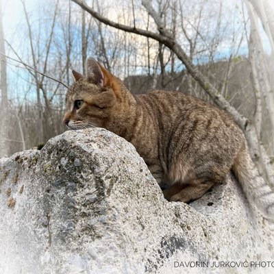 My Cat 