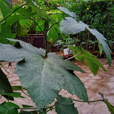 After the rain 🌱