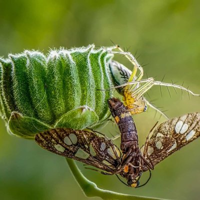 Striped lynx spider killed it's prey 