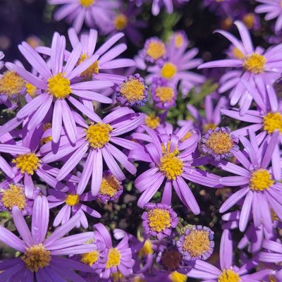 Las Margaritas lilas  💜