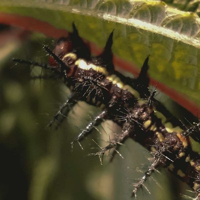Caterpillar 