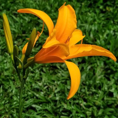 bunga Bakung (Lily)