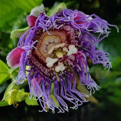 Passiflora