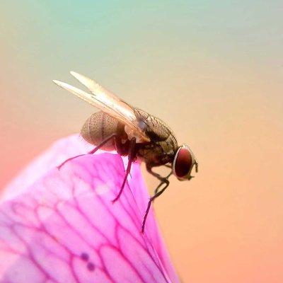 flyy
