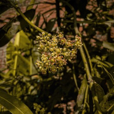 Mango Tree Flower 