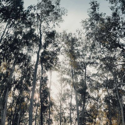 Between trees