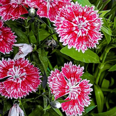 I Think ! You Also Like Flowers 😊🌷