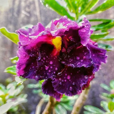 Adenium Madeira