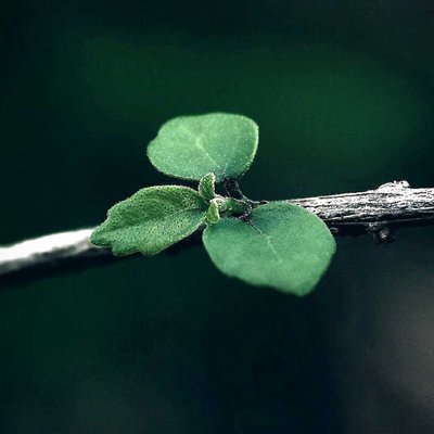 Daun