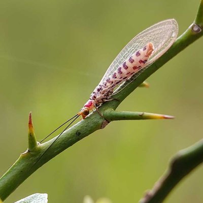 Lacewings