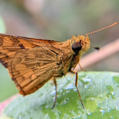 Potanthus omaha