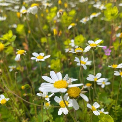 🌼