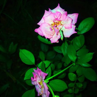 Rose flower🌷