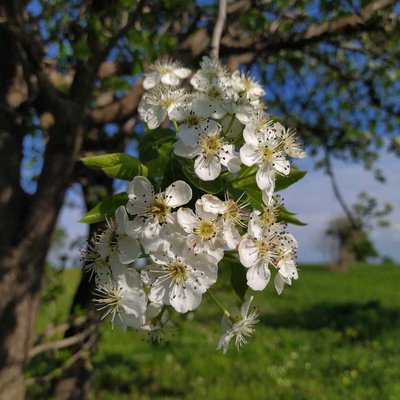 white flowers