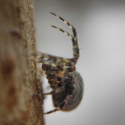 Guess the name of this spider 