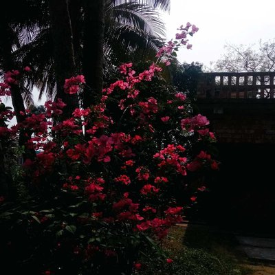 Beautiful Bougainvillea 🌸