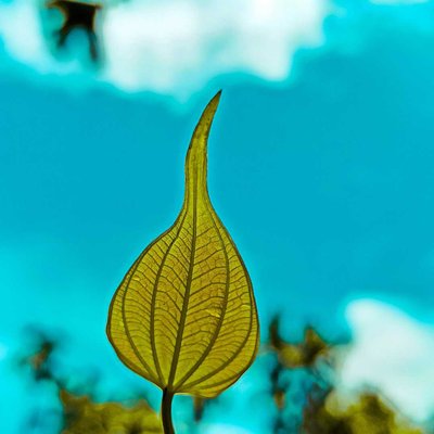🍃Leaf