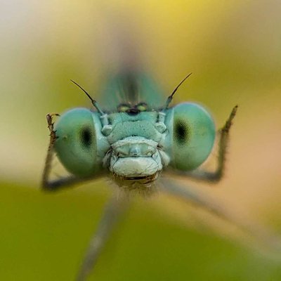 Damselfly