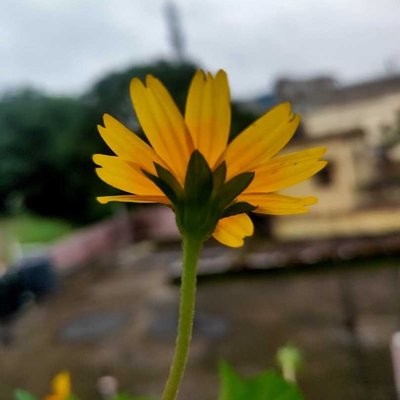 Good Morning Pindlers
