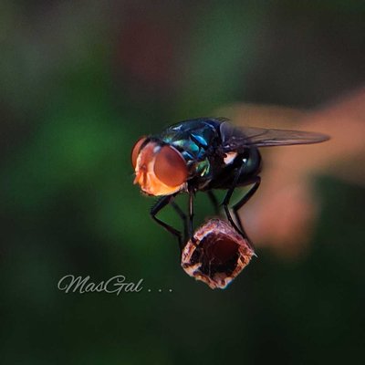 Fly