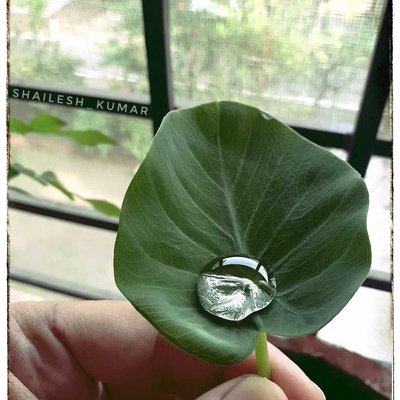 Water droplet on Taro root (Arbi ) leave 😊