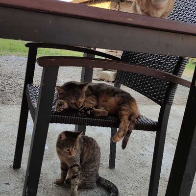 Three storey cats