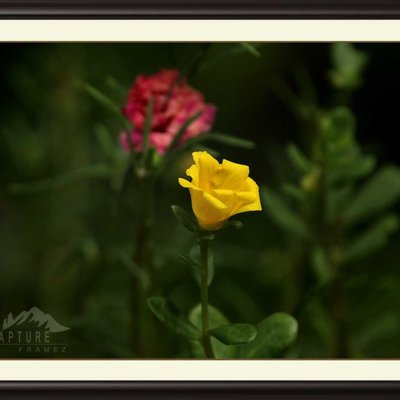 Yellow Flower 