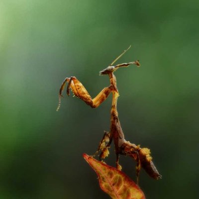 gosht mantis