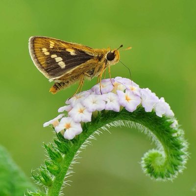 Potanthus omaha, 🦋