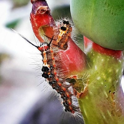 ulat bulu