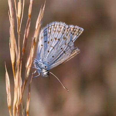 Polyommatus icarus