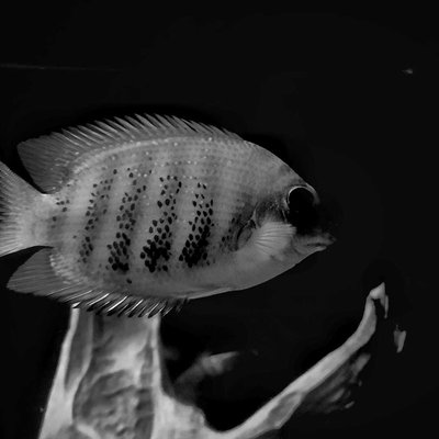 Green Chromide Cichlid fish 