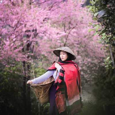 cherry blossoms mao