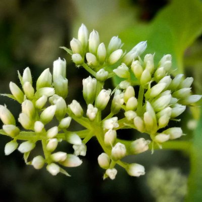Mikania Micrantha