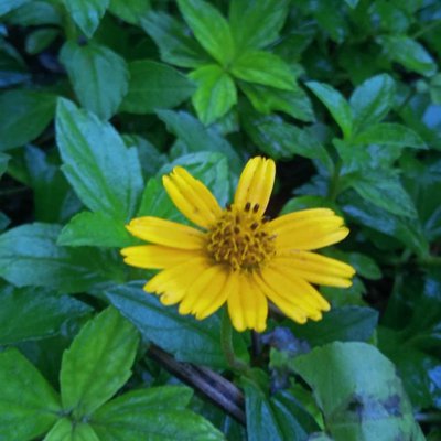 Oh! Yellow Little...