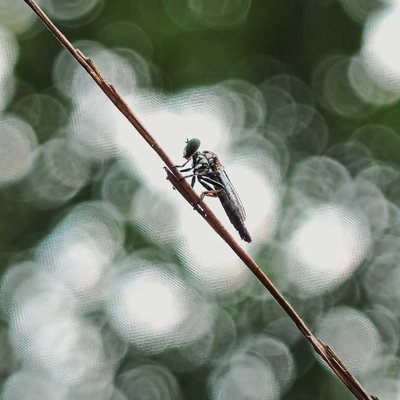 Bokeh Magic