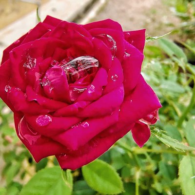 Red Rose