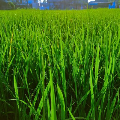 SAWAH
