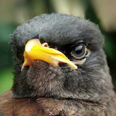 Indian Myna bird 
Or Starling. 🐦

     