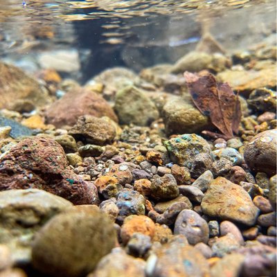 Underwater shots from iPhone 