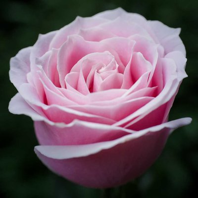 pink rose 🌹