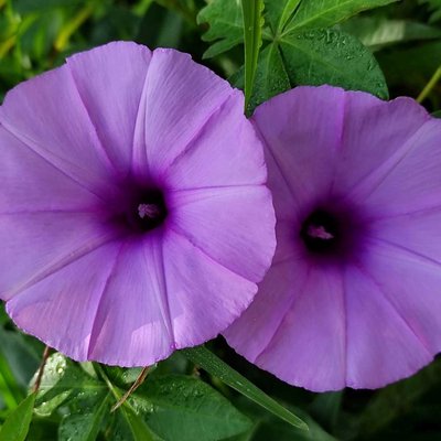 ipomoea flowers