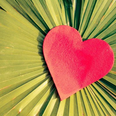 beautiful heart cutout shaped paper on palm plant