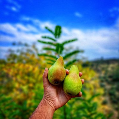 pear