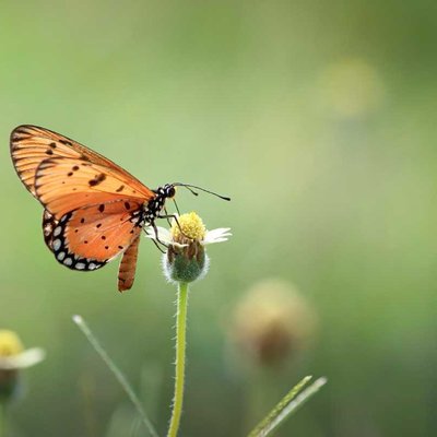 Acraea terpsicore