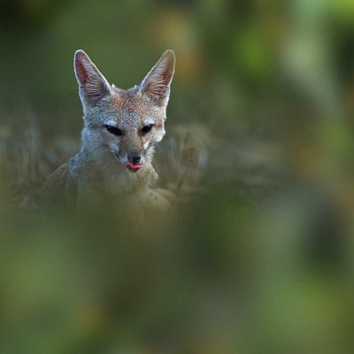 Clever Eyes