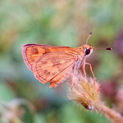 Polites vibex